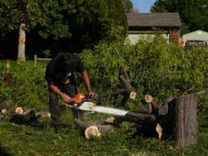 tree removal purga