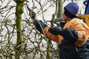 tree lopping blackstone