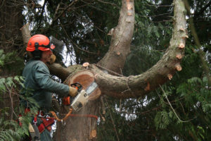 arborist services pine mountain